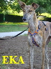 EKA