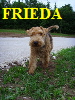 FRIEDA
