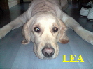 Lea 001