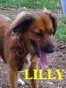 LILLY