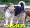 MERLIN