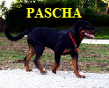 PASCHA