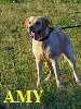 AMY