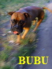 BUBU