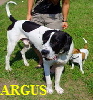 ARGUS