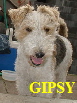 GIPSY