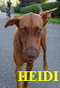 HEIDI