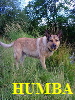 HUMBA
