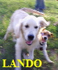LANDO