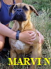 MARVI N
