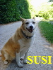 SUSI