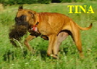 TINA